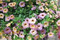 Chameleon® Calibrachoa Blueberry Scone -- New from DÜMMEN ORANGE as seen @ Edna Valley Vineyards, Spring Trials 2016.