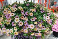 Chameleon® Calibrachoa Blueberry Scone -- New from DÜMMEN ORANGE as seen @ Edna Valley Vineyards, Spring Trials 2016.