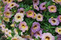 Chameleon® Calibrachoa Blueberry Scone -- New from DÜMMEN ORANGE as seen @ Edna Valley Vineyards, Spring Trials 2016.