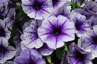 Fortunia™ Petunia Electric Blue -- New from DÜMMEN ORANGE as seen @ Edna Valley Vineyards, Spring Trials 2016.