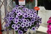 Fortunia™ Petunia Electric Blue -- New from DÜMMEN ORANGE as seen @ Edna Valley Vineyards, Spring Trials 2016.