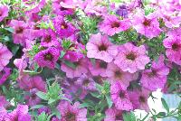 Suntunia™ Petchoa Purple Sky -- New from DÜMMEN ORANGE as seen @ Edna Valley Vineyards, Spring Trials 2016.