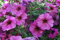 Suntunia™ Petchoa Purple Sky -- New from DÜMMEN ORANGE as seen @ Edna Valley Vineyards, Spring Trials 2016.