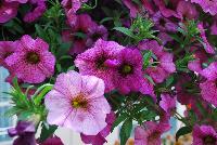 Suntunia™ Petchoa Purple Sky -- New from DÜMMEN ORANGE as seen @ Edna Valley Vineyards, Spring Trials 2016.