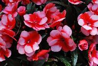 Petticoat™ New Guinea Impatiens Red Star -- New from DÜMMEN ORANGE as seen @ Edna Valley Vineyards, Spring Trials 2016.