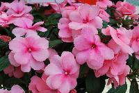 Magnum™ New Guinea Impatiens Clear Pink 2017 -- New for 2017 from DÜMMEN ORANGE as seen @ Edna Valley Vineyards, Spring Trials 2016.
