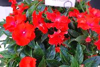 Paradise Rococo™ New Guinea Impatiens Hot Orange -- New from DÜMMEN ORANGE as seen @ Edna Valley Vineyards, Spring Trials 2016.