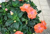 Paradise Rococo™ New Guinea Impatiens Coral 2017 -- New for 2017 from DÜMMEN ORANGE as seen @ Edna Valley Vineyards, Spring Trials 2016.