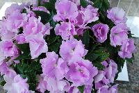 Paradise Rococo™ New Guinea Impatiens Lavender 2017 -- New for 2017 from DÜMMEN ORANGE as seen @ Edna Valley Vineyards, Spring Trials 2016.