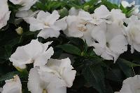 Paradise Rococo™ New Guinea Impatiens White 2017 -- New for 2017 from DÜMMEN ORANGE as seen @ Edna Valley Vineyards, Spring Trials 2016.