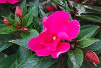 Paradise Rococo™ New Guinea Impatiens Pink -- New from DÜMMEN ORANGE as seen @ Edna Valley Vineyards, Spring Trials 2016.