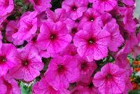 Fortunia™ Petunia Pink Gem -- New from DÜMMEN ORANGE as seen @ Edna Valley Vineyards, Spring Trials 2016.