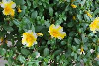 Colorblast™ Portulaca Lemon Twist -- New from DÜMMEN ORANGE as seen @ Edna Valley Vineyards, Spring Trials 2016.