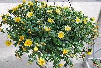 Colorblast™ Portulaca Lemon Twist -- New from DÜMMEN ORANGE as seen @ Edna Valley Vineyards, Spring Trials 2016.