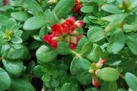 Colorblast™ Portulaca Double Magenta -- New from DÜMMEN ORANGE as seen @ Edna Valley Vineyards, Spring Trials 2016.