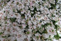 My Darling™ Diascia White -- New from DÜMMEN ORANGE as seen @ Edna Valley Vineyards, Spring Trials 2016.