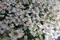 My Darling™ Diascia White -- New from DÜMMEN ORANGE as seen @ Edna Valley Vineyards, Spring Trials 2016.