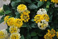 Havana™ Lantana Sunshine -- New from DÜMMEN ORANGE as seen @ Edna Valley Vineyards, Spring Trials 2016.