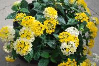 Havana™ Lantana Sunshine -- New from DÜMMEN ORANGE as seen @ Edna Valley Vineyards, Spring Trials 2016.