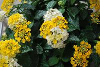 Havana™ Lantana Sunshine -- New from DÜMMEN ORANGE as seen @ Edna Valley Vineyards, Spring Trials 2016.