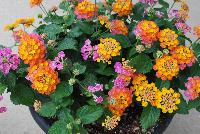 Havana™ Lantana Sunset -- New from DÜMMEN ORANGE as seen @ Edna Valley Vineyards, Spring Trials 2016.