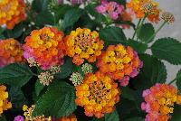 Havana™ Lantana Sunset -- New from DÜMMEN ORANGE as seen @ Edna Valley Vineyards, Spring Trials 2016.