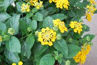 Havana™ Lantana Gold -- New from DÜMMEN ORANGE as seen @ Edna Valley Vineyards, Spring Trials 2016.