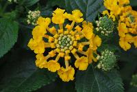 Havana™ Lantana Gold -- New from DÜMMEN ORANGE as seen @ Edna Valley Vineyards, Spring Trials 2016.