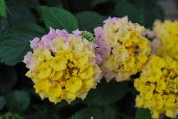 Havana™ Lantana Sunrise -- New from DÜMMEN ORANGE as seen @ Edna Valley Vineyards, Spring Trials 2016.