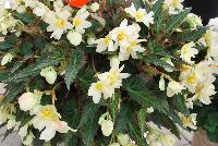 Unbelievable™ Begonia Tweetie Pie -- New from DÜMMEN ORANGE as seen @ Edna Valley Vineyards, Spring Trials 2016.