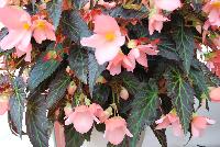 Unstoppable™ Begonia upright Salmon -- New from DÜMMEN ORANGE as seen @ Edna Valley Vineyards, Spring Trials 2016.