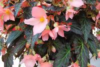Unstoppable™ Begonia upright Salmon -- New from DÜMMEN ORANGE as seen @ Edna Valley Vineyards, Spring Trials 2016.