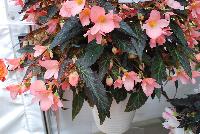Unstoppable™ Begonia upright Salmon -- New from DÜMMEN ORANGE as seen @ Edna Valley Vineyards, Spring Trials 2016.