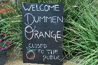   -- Welcome to DÜMMEN ORANGE @ Barrel House Brewery, Spring Trials 2016.  A feast for the eyes and senses!  Might need to heave a beer while here, to calm down and take in all the great specimens and colors.