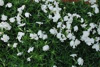 Spring™ Phlox White Improved -- New from DÜMMEN ORANGE as seen @ Edna Valley Vineyards, Spring Trials 2016.