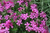 Spring™ Phlox Hot Pink -- New from DÜMMEN ORANGE as seen @ Edna Valley Vineyards, Spring Trials 2016.