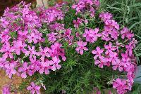 Spring™ Phlox Hot Pink -- New from DÜMMEN ORANGE as seen @ Edna Valley Vineyards, Spring Trials 2016.