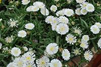 Wheels of Wonder™ Delosperma White Wonder -- New from DÜMMEN ORANGE as seen @ Edna Valley Vineyards, Spring Trials 2016.