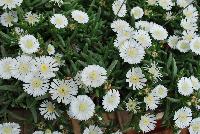 Wheels of Wonder™ Delosperma White Wonder -- New from DÜMMEN ORANGE as seen @ Edna Valley Vineyards, Spring Trials 2016.