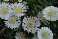 Wheels of Wonder™ Delosperma White Wonder -- New from DÜMMEN ORANGE as seen @ Edna Valley Vineyards, Spring Trials 2016.