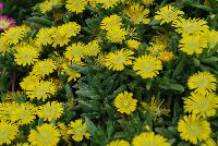 Wheels of Wonder™ Delosperma Golden Wonder -- New from DÜMMEN ORANGE as seen @ Edna Valley Vineyards, Spring Trials 2016.