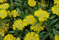 Wheels of Wonder™ Delosperma Golden Wonder -- New from DÜMMEN ORANGE as seen @ Edna Valley Vineyards, Spring Trials 2016.