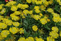 Wheels of Wonder™ Delosperma Golden Wonder -- New from DÜMMEN ORANGE as seen @ Edna Valley Vineyards, Spring Trials 2016.