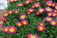 Wheels of Wonder™ Delosperma Violet Wonder -- New from DÜMMEN ORANGE as seen @ Edna Valley Vineyards, Spring Trials 2016.