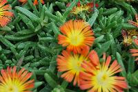 Wheels of Wonder™ Delosperma Orange Wonder -- New from DÜMMEN ORANGE as seen @ Edna Valley Vineyards, Spring Trials 2016.