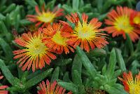 Wheels of Wonder™ Delosperma Orange Wonder -- New from DÜMMEN ORANGE as seen @ Edna Valley Vineyards, Spring Trials 2016.