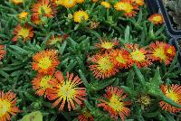 Wheels of Wonder™ Delosperma Orange Wonder -- New from DÜMMEN ORANGE as seen @ Edna Valley Vineyards, Spring Trials 2016.