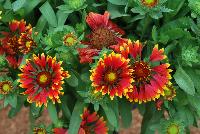 SpinTop™ Gaillardia Mix -- New from DÜMMEN ORANGE as seen @ Edna Valley Vineyards, Spring Trials 2016.