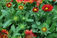 SpinTop™ Gaillardia Mix -- New from DÜMMEN ORANGE as seen @ Edna Valley Vineyards, Spring Trials 2016.