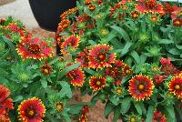 SpinTop™ Gaillardia Mix -- New from DÜMMEN ORANGE as seen @ Edna Valley Vineyards, Spring Trials 2016.